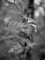 2404DPMXBW12 Wodland flowers.jpg