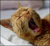 Figaro Yawning 7293.jpg