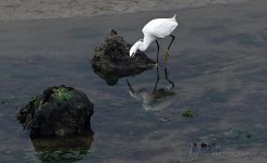 EGRET-5-LOW.jpg