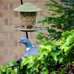 Looking for dinner.JPG