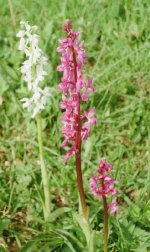 Albino Orchids Contarex_resize_9.jpg