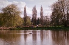 000045860020 Poplars.jpg