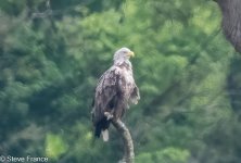 03-06-2024 Wight Tailed Eagle 1.jpg