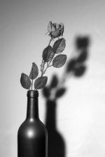 IMG_9691xxxbw.jpg IMG_9691xxxbw.jpg