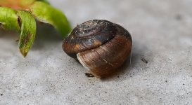 Snail.jpg