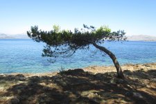 tree alc.jpg tree alc.jpg