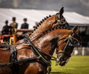 Week 25 - Snappers Choice-1.jpg