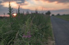 _7817526.jpg _7817526.jpg