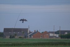 _7817503.jpg _7817503.jpg