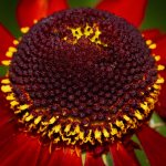 Natural Abstract 1.jpg