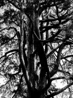 Natural Abstract 3.jpg