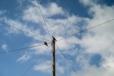 001 Pigeons on a Pole 01-1004894 PS Adj Upload.JPG 001 Pigeons on a Pole 01-1004894 PS Adj Upload.JPG