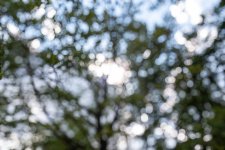 Week 26 - Natural Abstract.jpg