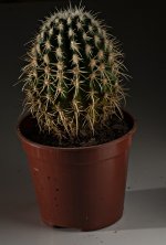 cactus_final.jpg cactus_final.jpg