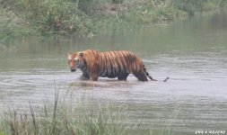 tiger-bardia.jpg