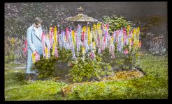 IMG_2684 LUPINS VALLEY GARDENS HARROGATE.JPG IMG_2684 LUPINS VALLEY GARDENS HARROGATE.JPG