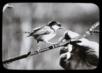 IMG_2689 WILD COLES TIT COMING FOR AN ALMOND.JPG IMG_2689 WILD COLES TIT COMING FOR AN ALMOND.JPG