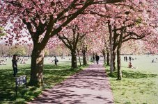 000045850009 Meadows.jpg