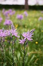 000045850017 Flowers.jpg