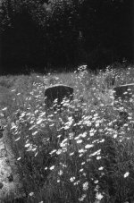 Neville Watkins 0454-29.jpg