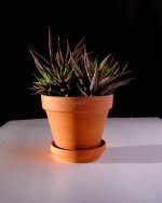 DSCF2214.jpg DSCF2214.jpg