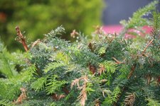 40D portrait setting (2)small 200mm.jpg 40D portrait setting (2)small 200mm.jpg