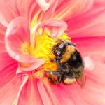 DSCF0592.jpeg DSCF0592.jpeg