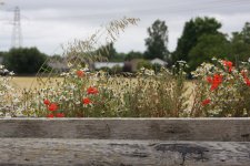 new wallpaper plants best.jpg