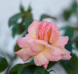 L1013744_DxO-z50p-2-c.jpg L1013744_DxO-z50p-2-c.jpg