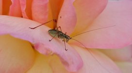 L1013744_DxO-z50p-2-cc-560k.jpg L1013744_DxO-z50p-2-cc-560k.jpg