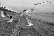 IMG_9925xxx.jpg IMG_9925xxx.jpg