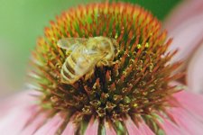 Cx Bee on Flower Web.jpg Cx Bee on Flower Web.jpg