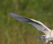 blue tinge.jpg blue tinge.jpg