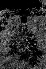 2405GPMXBW27 Red peony.jpg 2405GPMXBW27 Red peony.jpg