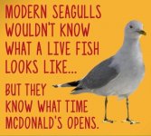 Seagulls.jpg