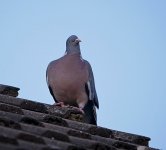 1 160 800.jpg 1 160 800.jpg