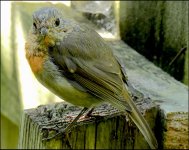 Robin on garden fence FZ82 P1010569.jpeg