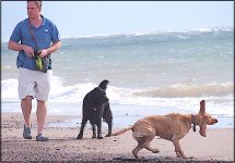 Dogs with man Exmouth beach E-PL5 P9240014.jpg