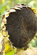 Sunflower Gone Over 2 PTF.jpg