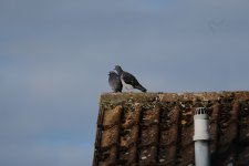 pigeon-1 copy.JPG pigeon-1 copy.JPG