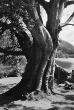 2406DPMXBW21 Grasmere beech.jpg 2406DPMXBW21 Grasmere beech.jpg