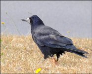 Crow on grass by road FZ82 P1010541.jpeg Crow on grass by road FZ82 P1010541.jpeg