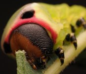 apuss44.JPG apuss44.JPG