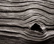 OldTrunk.jpg OldTrunk.jpg