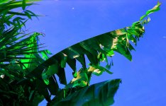 latest 45A slight crop.JPG latest 45A slight crop.JPG