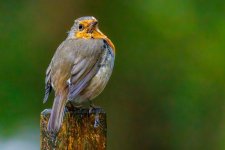 5G4A3027-Enhanced-NR.jpg 5G4A3027-Enhanced-NR.jpg