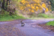 KS7A3076 reduced.jpg