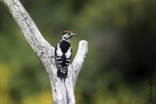 GJW-Woodpecker copy.jpg GJW-Woodpecker copy.jpg