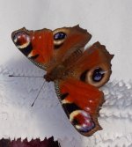 Peacock Butterfly Raemoir.jpg Peacock Butterfly Raemoir.jpg
