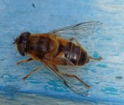 Honeybee Raemoir.jpg Honeybee Raemoir.jpg